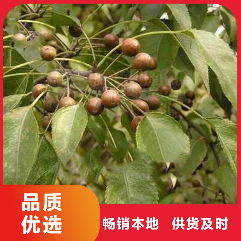 杜梨梨樹苗嚴(yán)選材質(zhì)