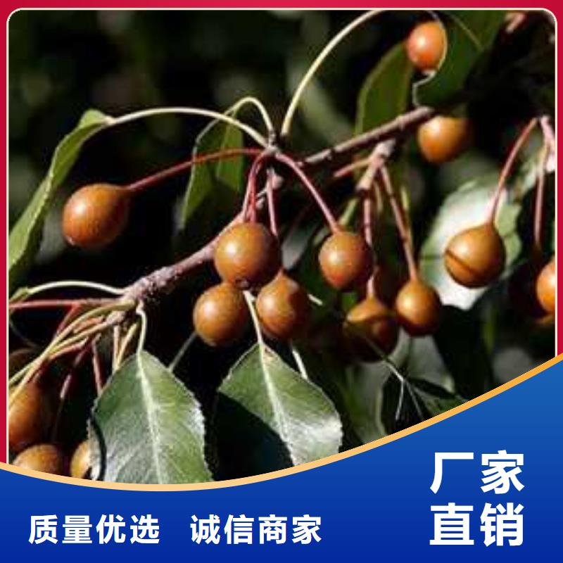 杜梨梨樹苗嚴(yán)選材質(zhì)
