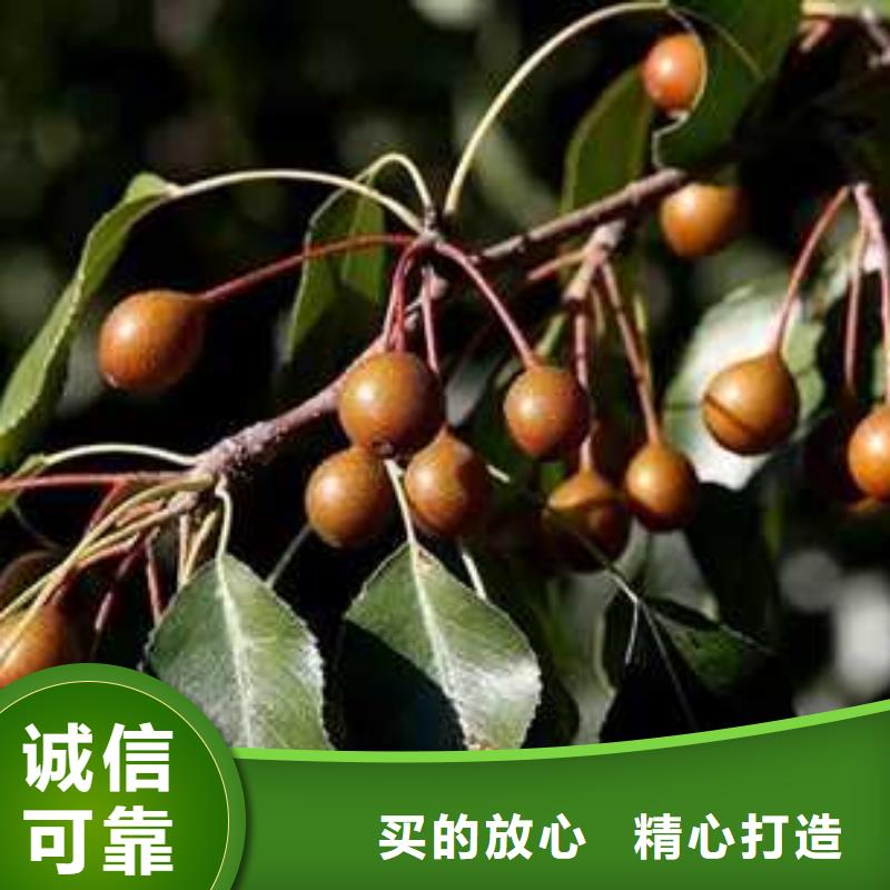 杜梨奧紅全紅梨樹(shù)苗廠家精選