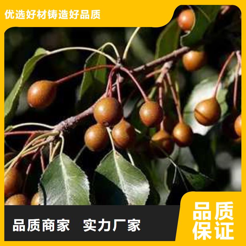 杜梨,奧紅一號梨苗性價比高