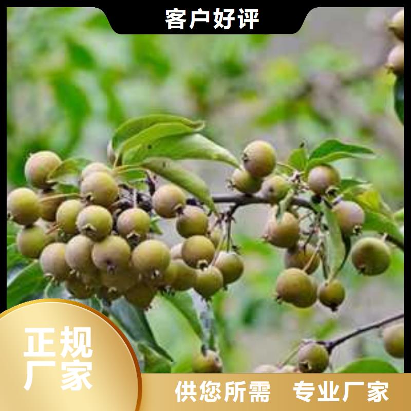 杜梨梨樹苗基地出貨及時
