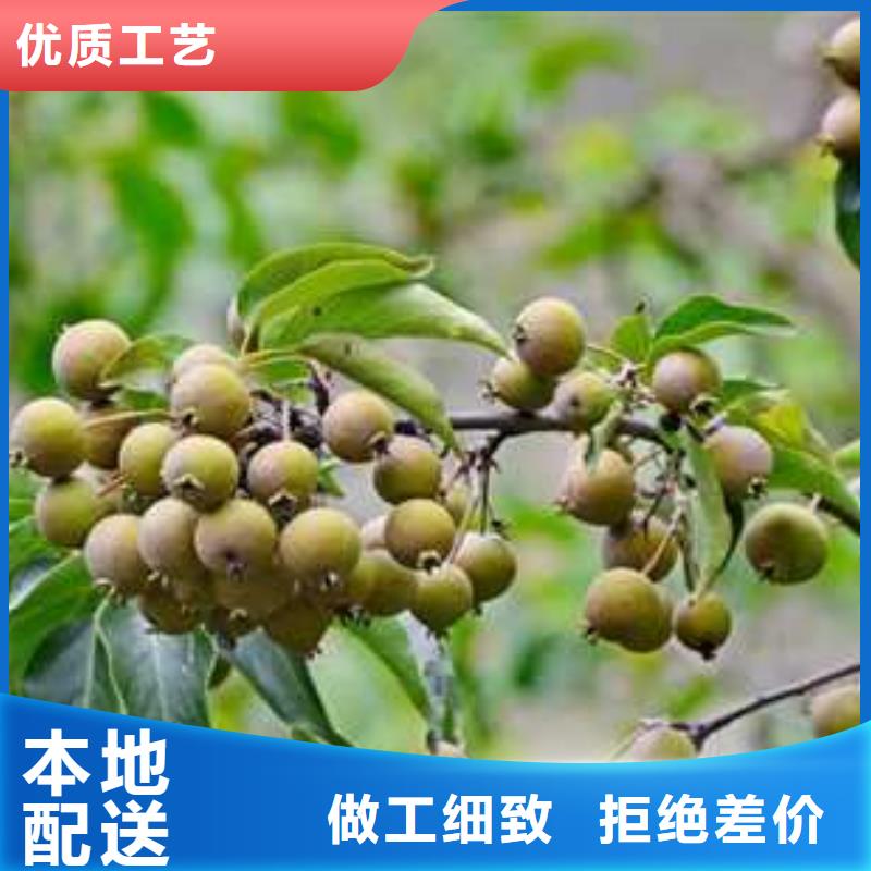杜梨梨樹苗基地出貨及時(shí)