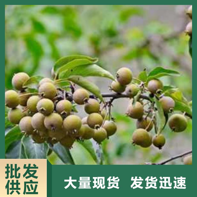杜梨梨樹苗嚴(yán)選材質(zhì)