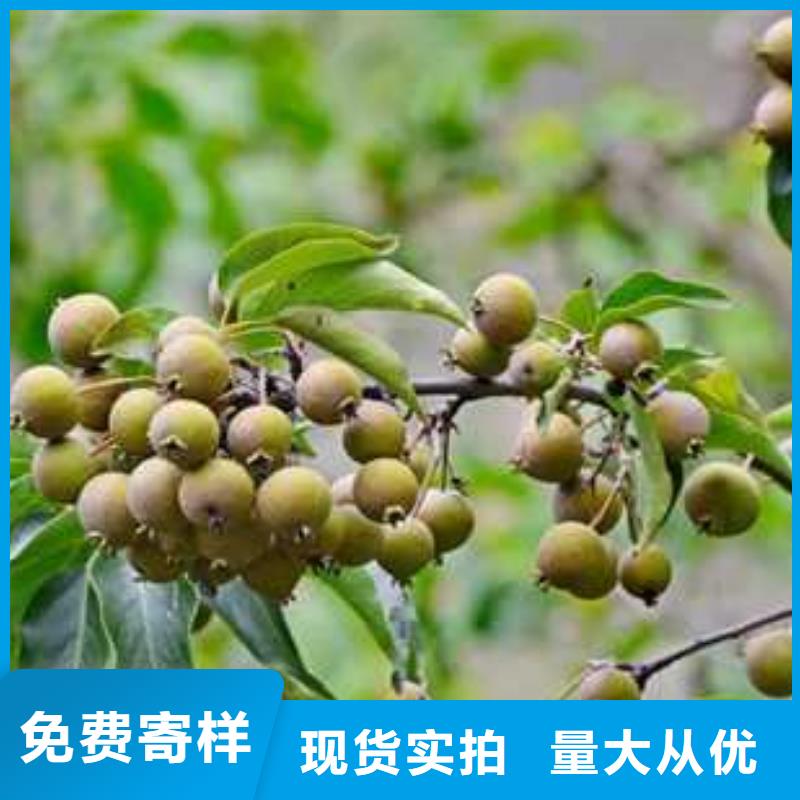 杜梨梨樹苗嚴選材質(zhì)
