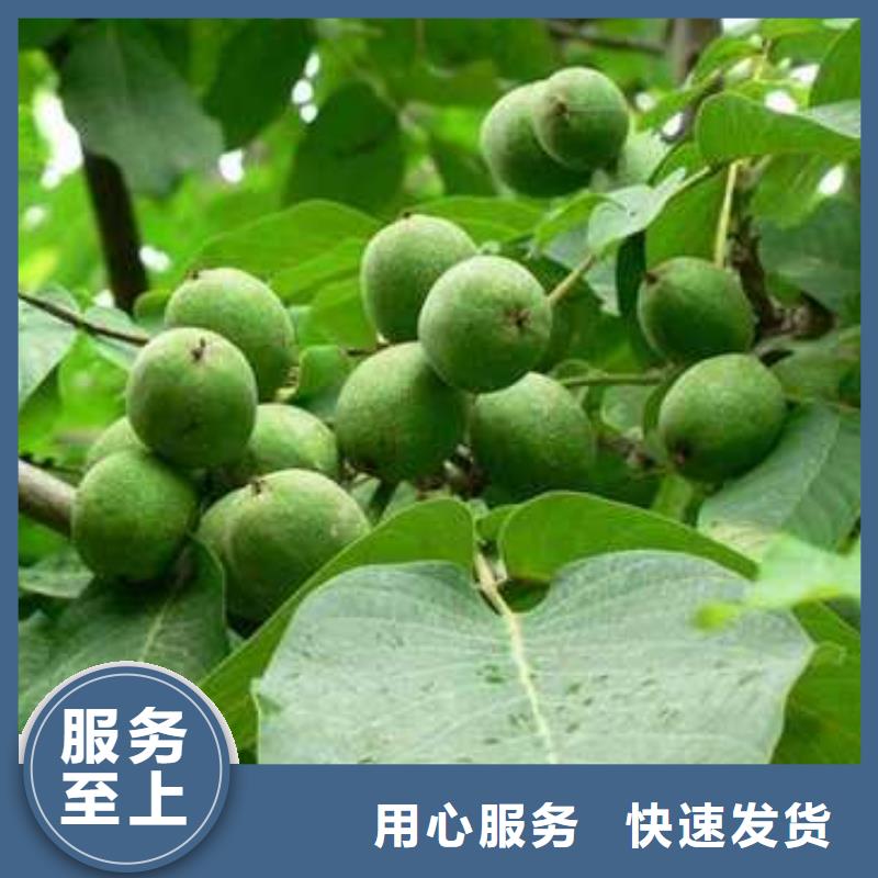 杜梨梨樹苗基地出貨及時(shí)