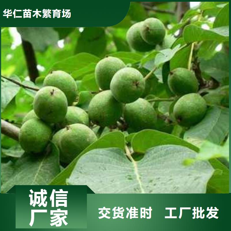 杜梨,奧紅一號梨苗性價比高