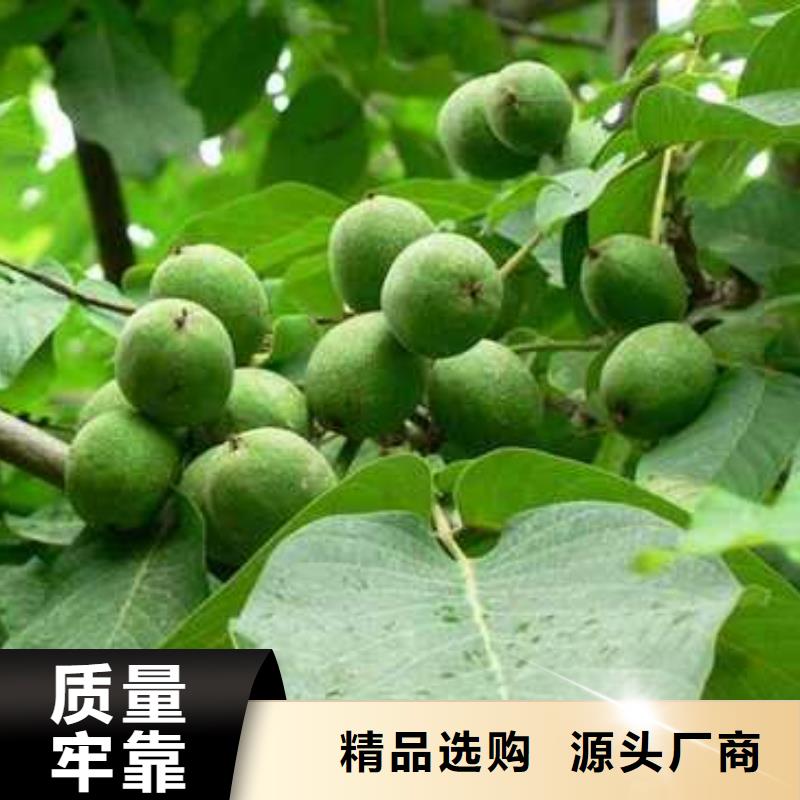 杜梨梨樹苗嚴(yán)選材質(zhì)