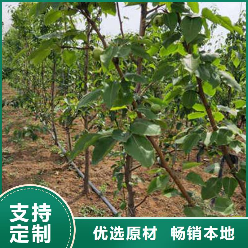 杜梨樹苗怎么買