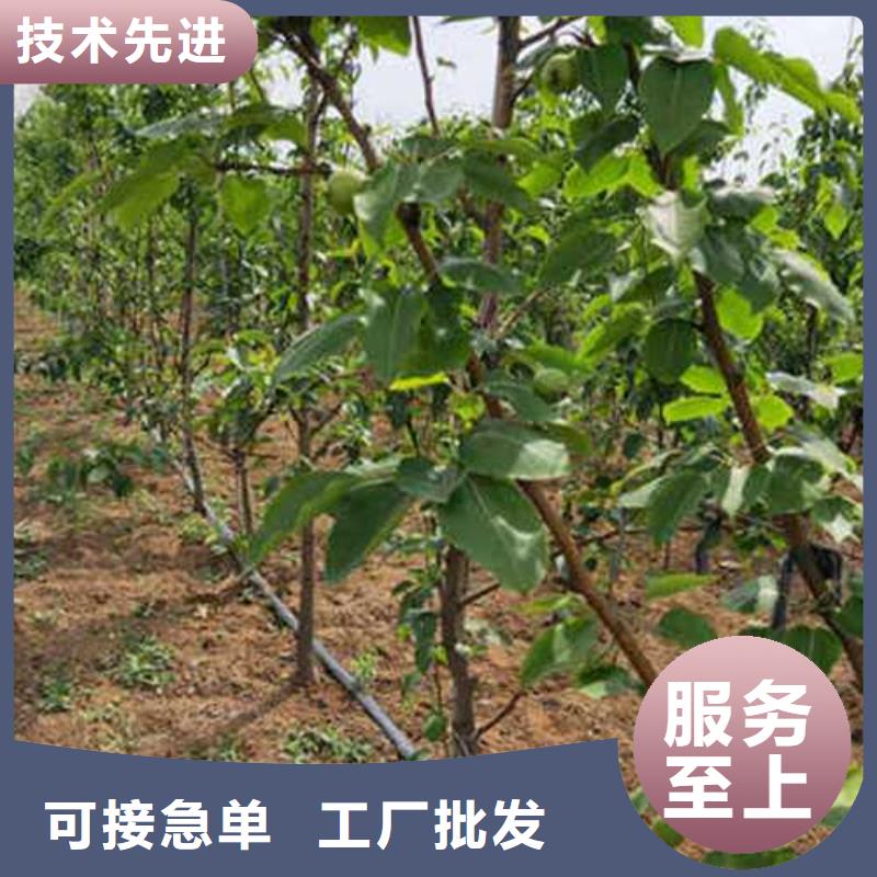 杜梨,奧紅一號梨苗性價比高