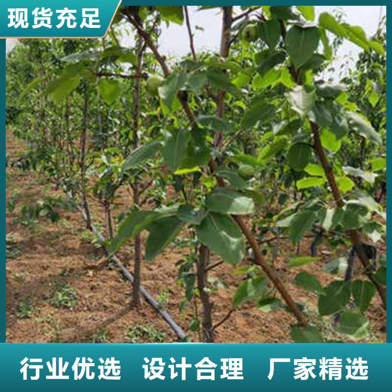 杜梨瑞蟠101桃樹苗快捷的物流配送