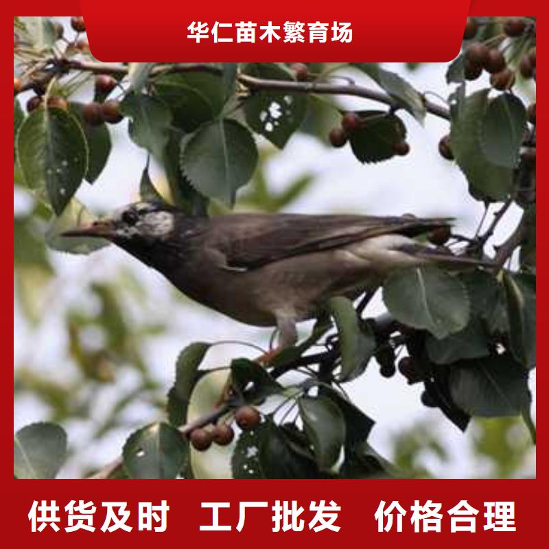 杜梨梨樹苗基地出貨及時(shí)