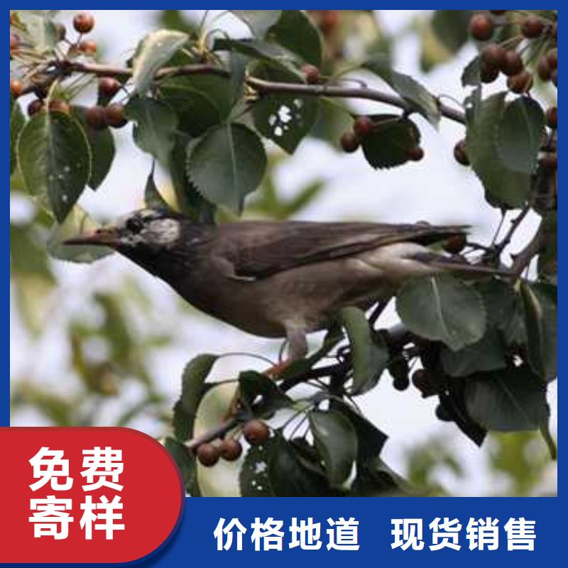 杜梨,奧紅一號梨苗性價比高