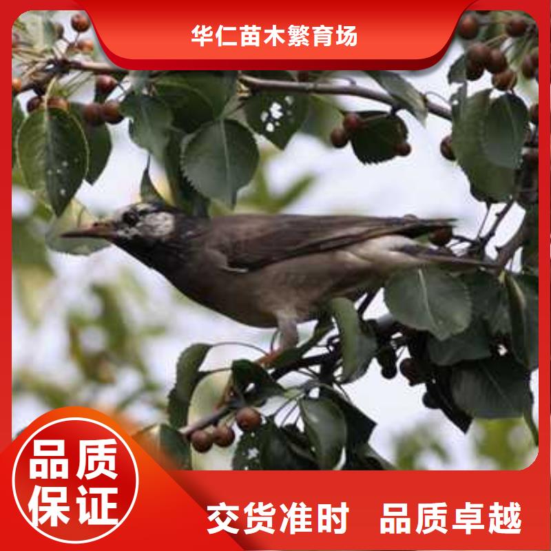 杜梨苗畝產(chǎn)多少