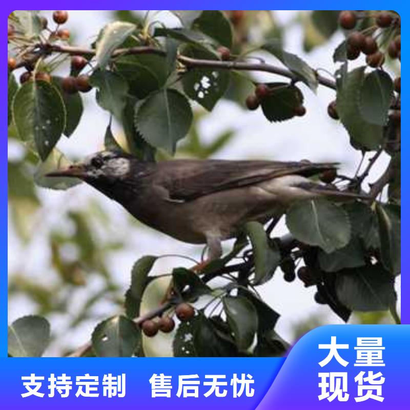 杜梨樹苗怎么買