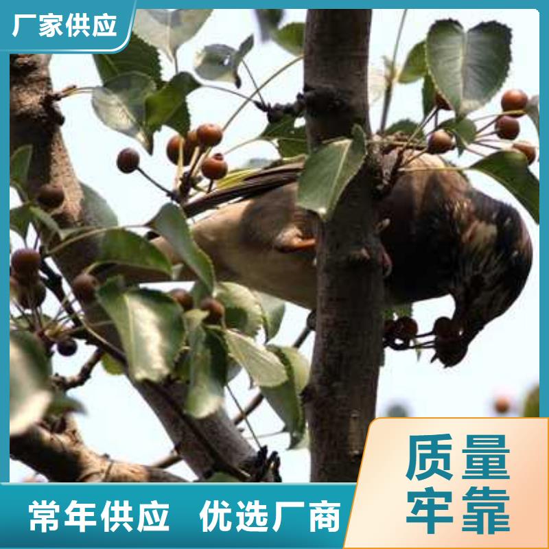 杜梨苗一顆多少錢