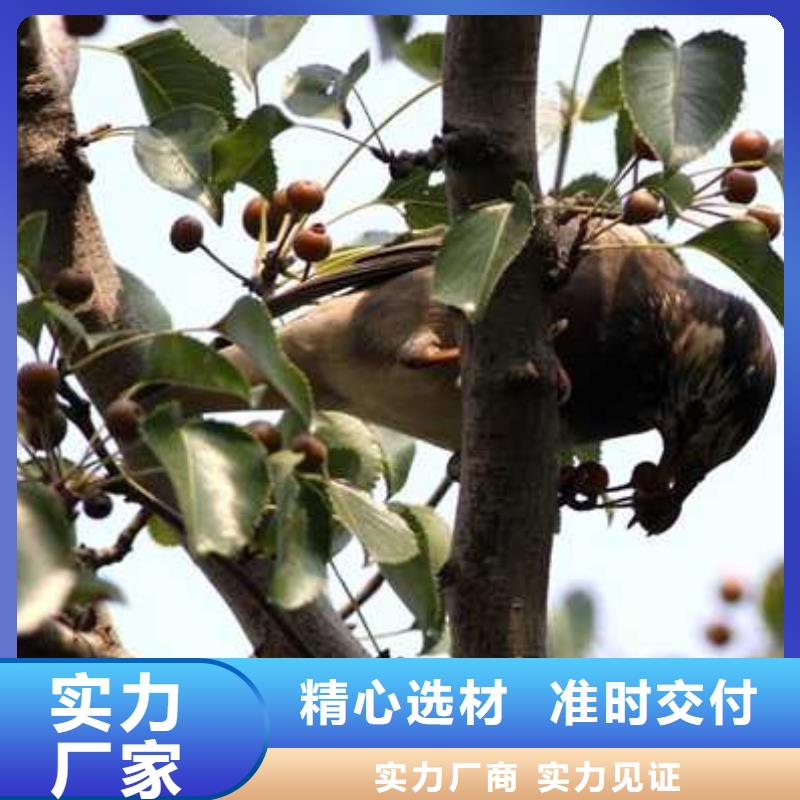 杜梨,奧紅一號梨苗性價比高