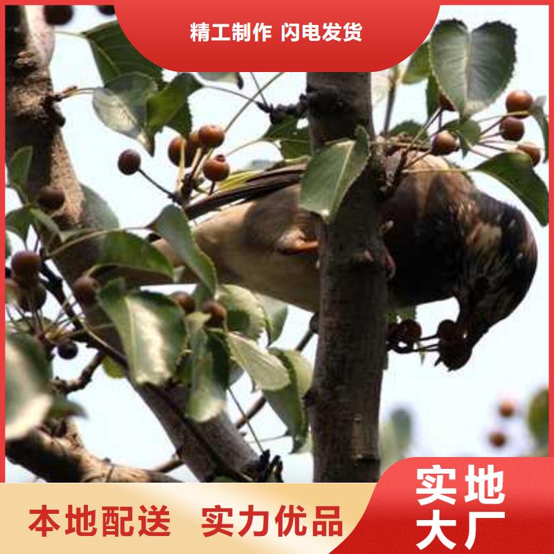 杜梨梨樹苗嚴選材質(zhì)