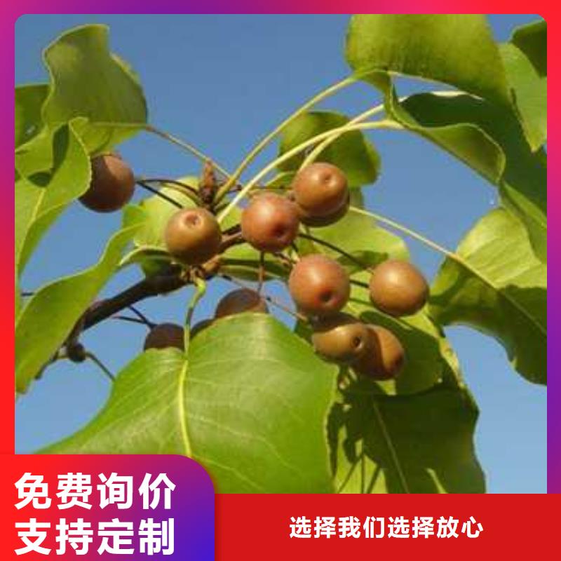 杜梨梨樹苗嚴(yán)選材質(zhì)