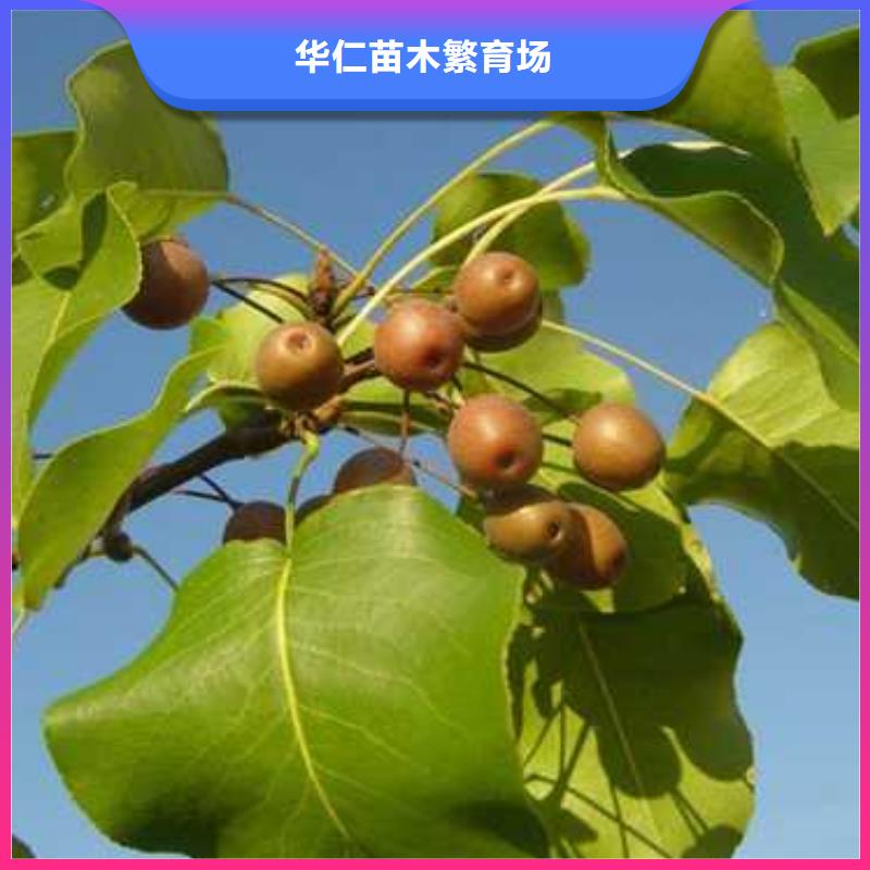 杜梨苗畝產(chǎn)多少