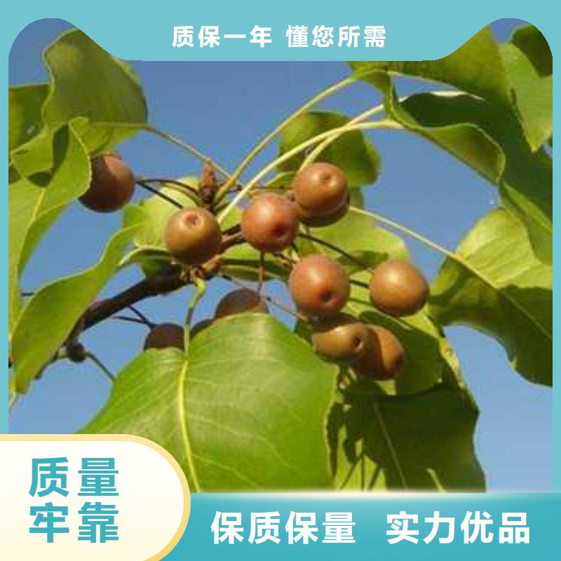 杜梨瑞蟠101桃樹苗快捷的物流配送