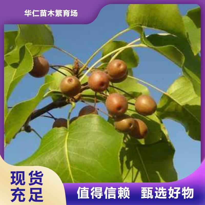 杜梨,奧紅一號梨苗性價比高