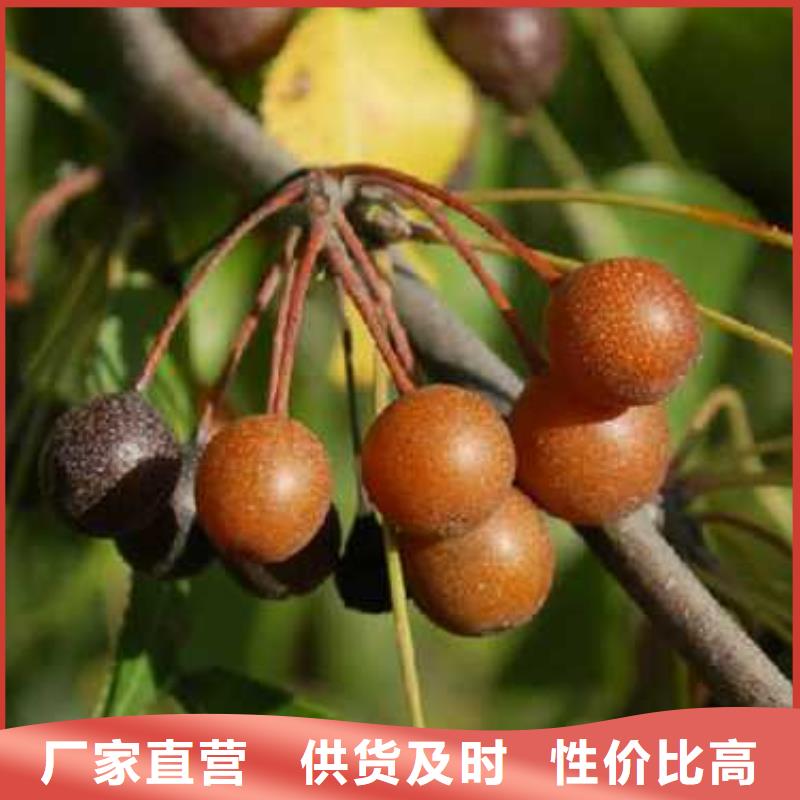 杜梨黃冠梨樹苗廠家品控嚴格