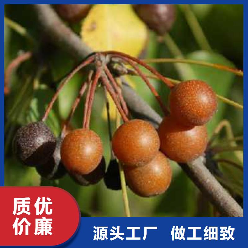 杜梨梨樹苗基地出貨及時(shí)