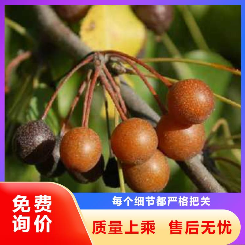 杜梨梨樹苗基地出貨及時(shí)