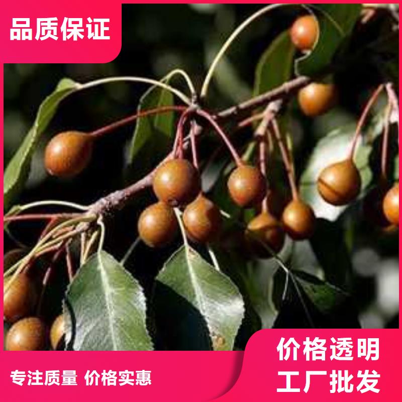 杜梨黃冠梨樹苗廠家品控嚴格