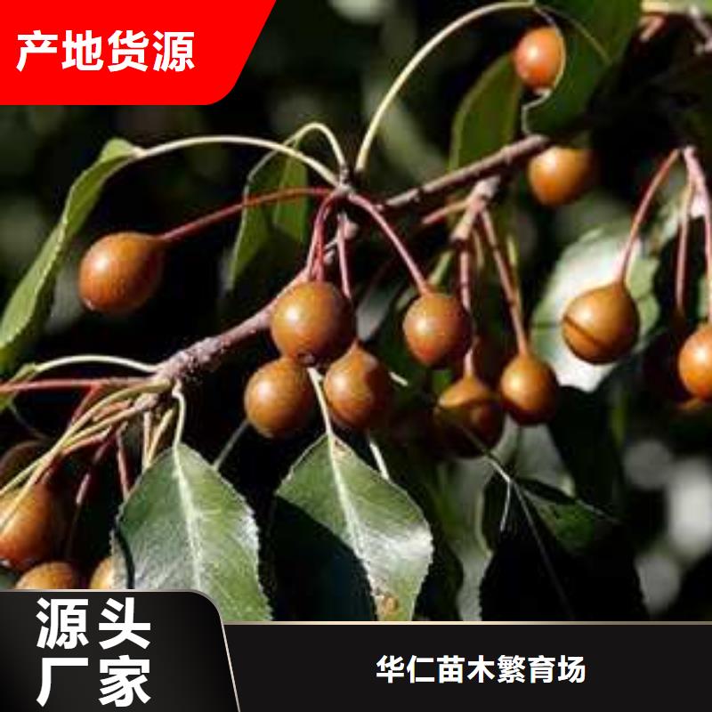 杜梨梨樹苗嚴(yán)選材質(zhì)