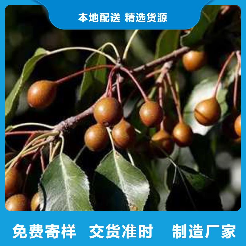 杜梨,奧紅一號梨苗性價比高