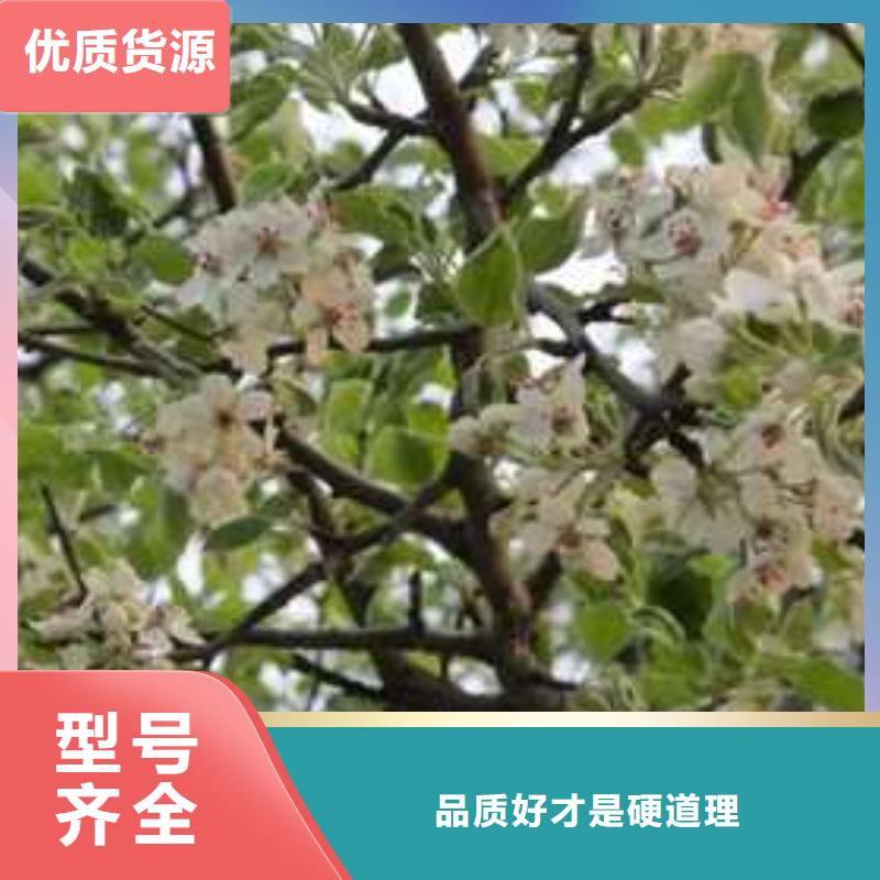 杜梨樹苗怎么買