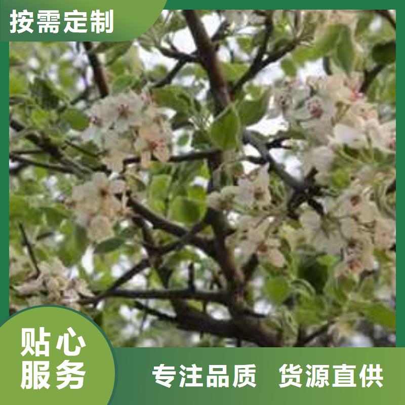 杜梨山桃苗放心得選擇