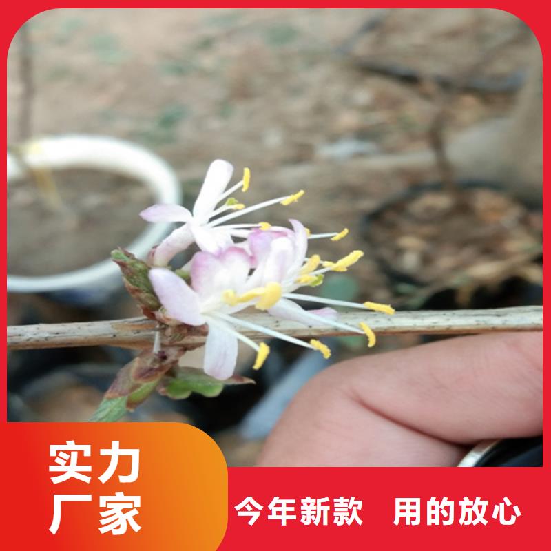 杈杷果桃樹苗好產(chǎn)品有口碑