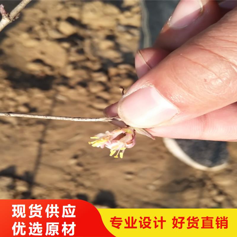杈杷果桃樹苗好產(chǎn)品有口碑
