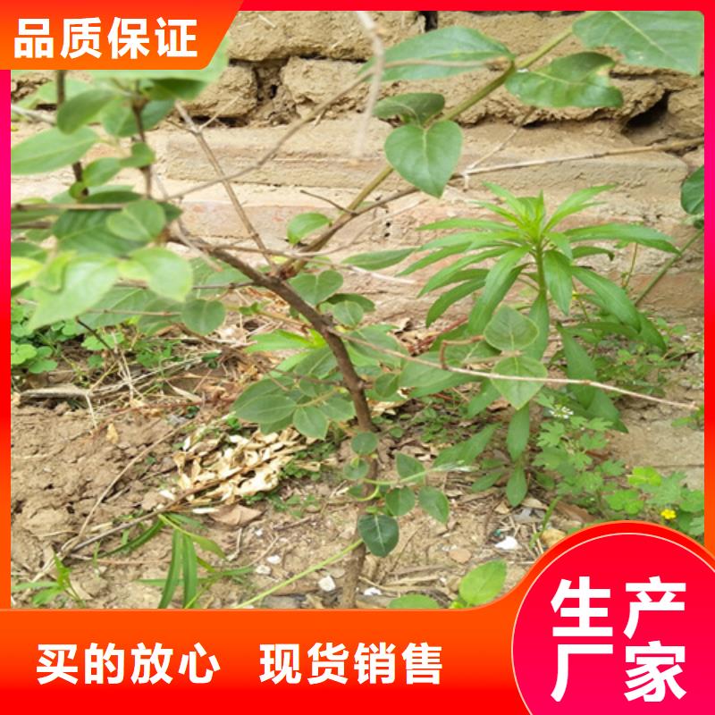 爱情果苗根系发达