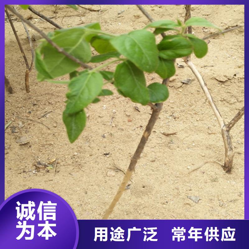 杈杷果,瑪瑙紅石榴苗現(xiàn)貨快速采購