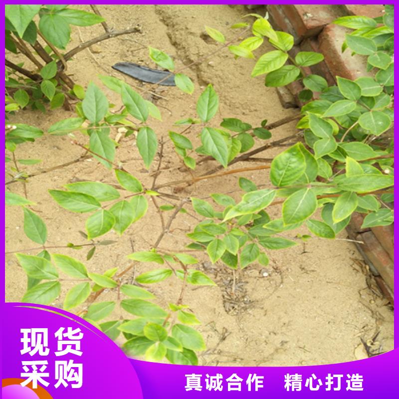 杈杷果,北美冬青符合行业标准