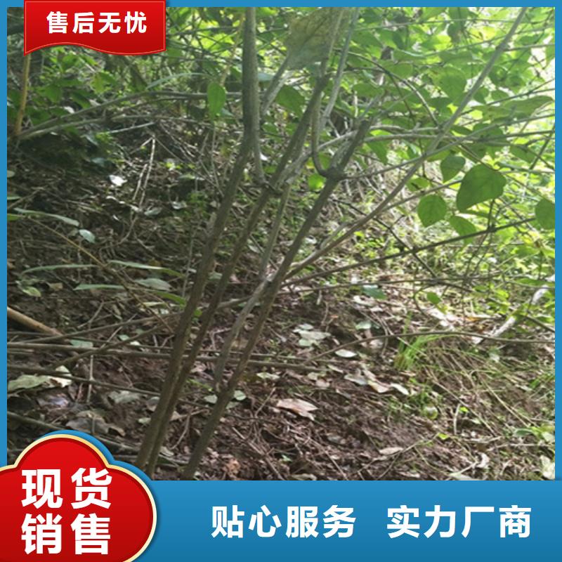 杈杷果李子苗根据要求定制