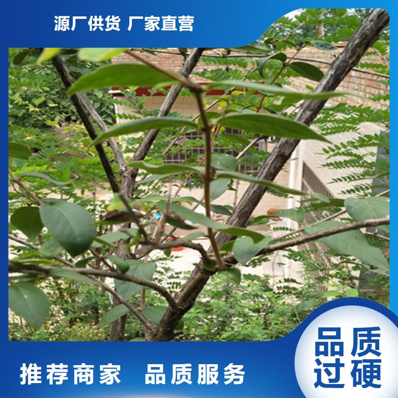 杈杷果李子苗根据要求定制