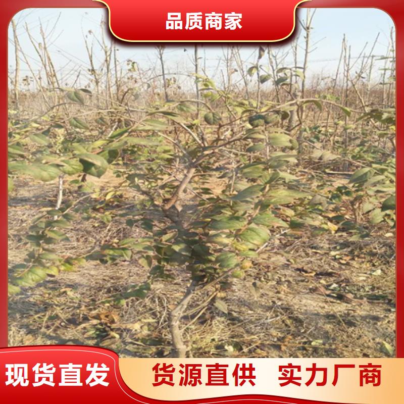 杈杷果_李子苗多年经验值得信赖