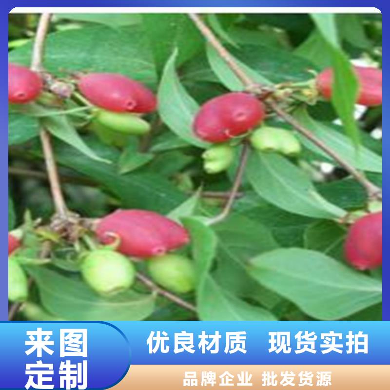 杈杷果_石榴樹質(zhì)優(yōu)價保