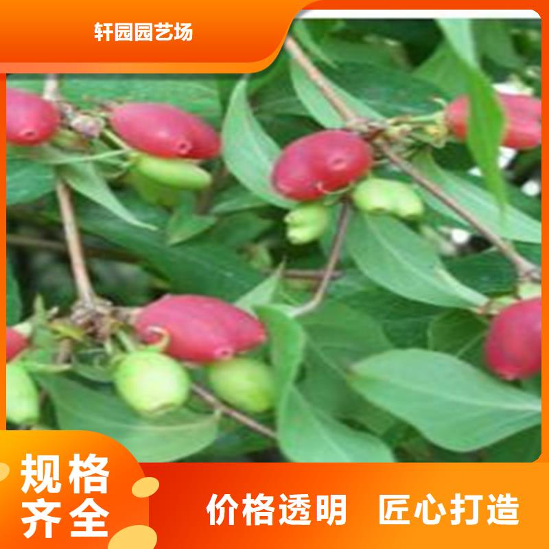 杈杷果梨树苗好产品不怕比