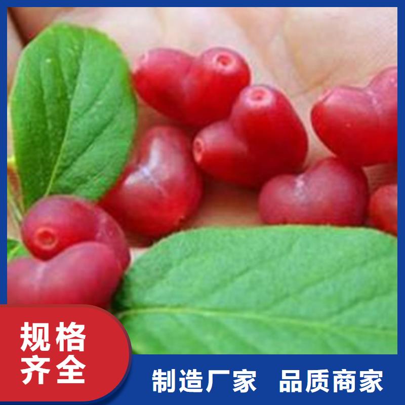 杈杷果梨树苗好产品不怕比