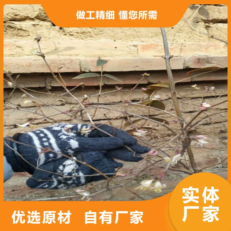杈杷果梨树苗好产品不怕比