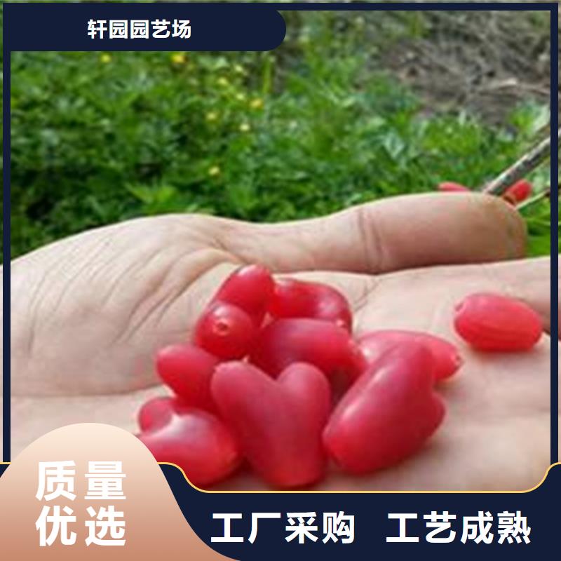 杈杷果_蘋果苗無中間商廠家直銷