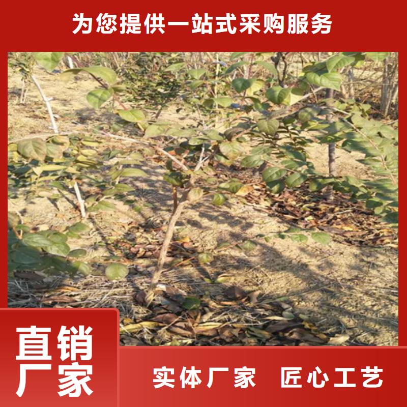 杈杷果桃樹苗好產(chǎn)品有口碑