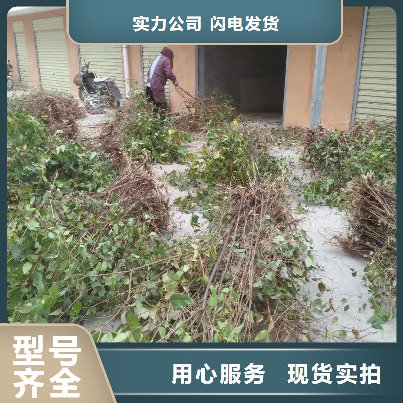 杈杷果桃樹苗好產(chǎn)品有口碑