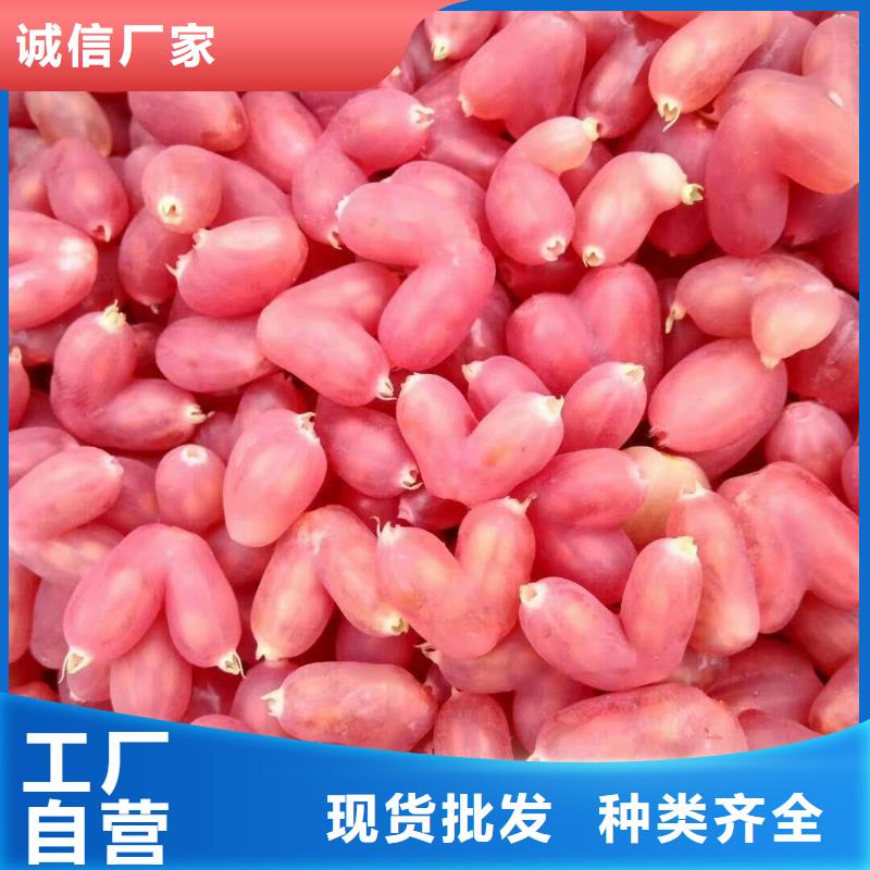杈杷果_李子苗多年經(jīng)驗值得信賴
