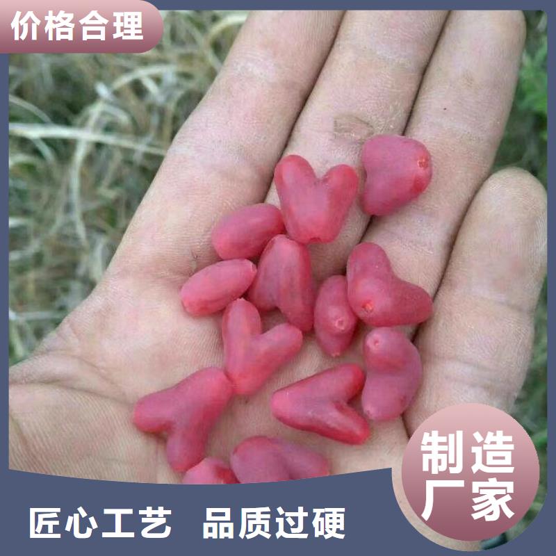 杈杷果李子苗根据要求定制
